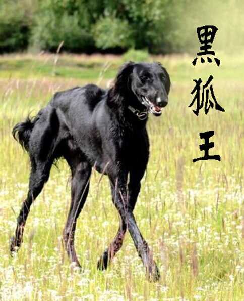 摩的大飚客10