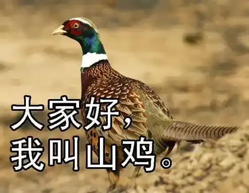 未知型号傀儡9