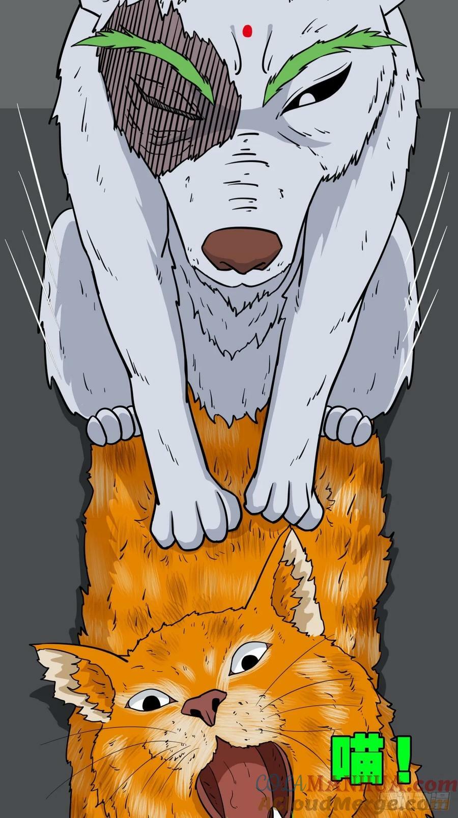 猫狗斗45