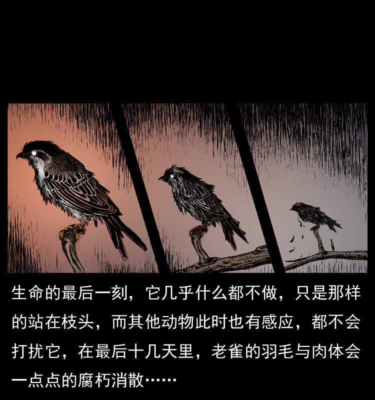 036 百雀丹（上）8