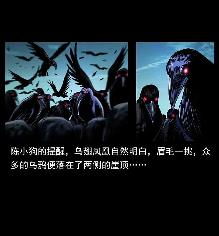 370 乌翅凤凰74