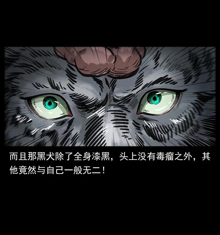 251 刨尸狗遇险81