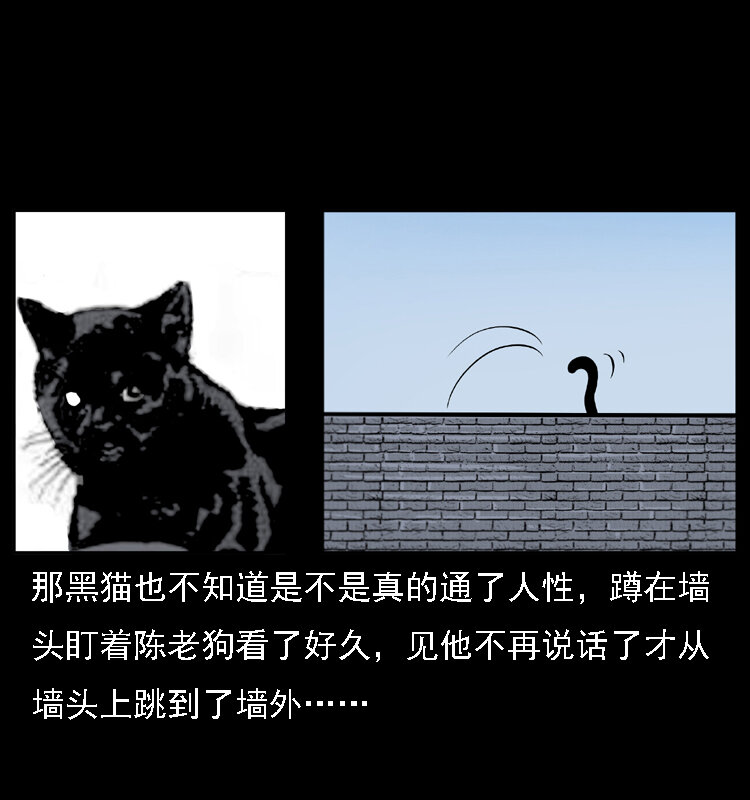 003 赵家的猫54