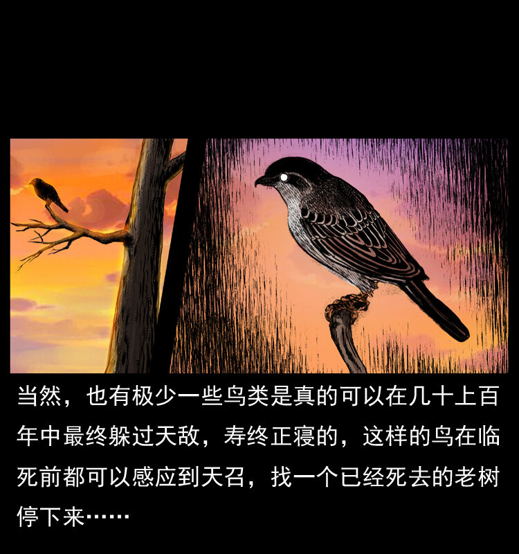036 百雀丹（上）7