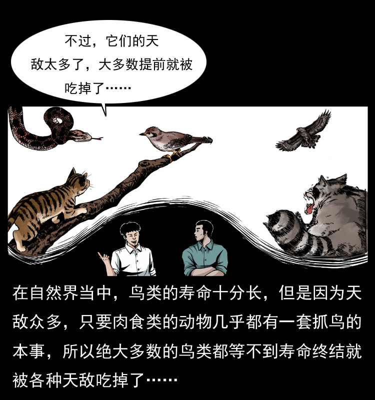 036 百雀丹（上）6