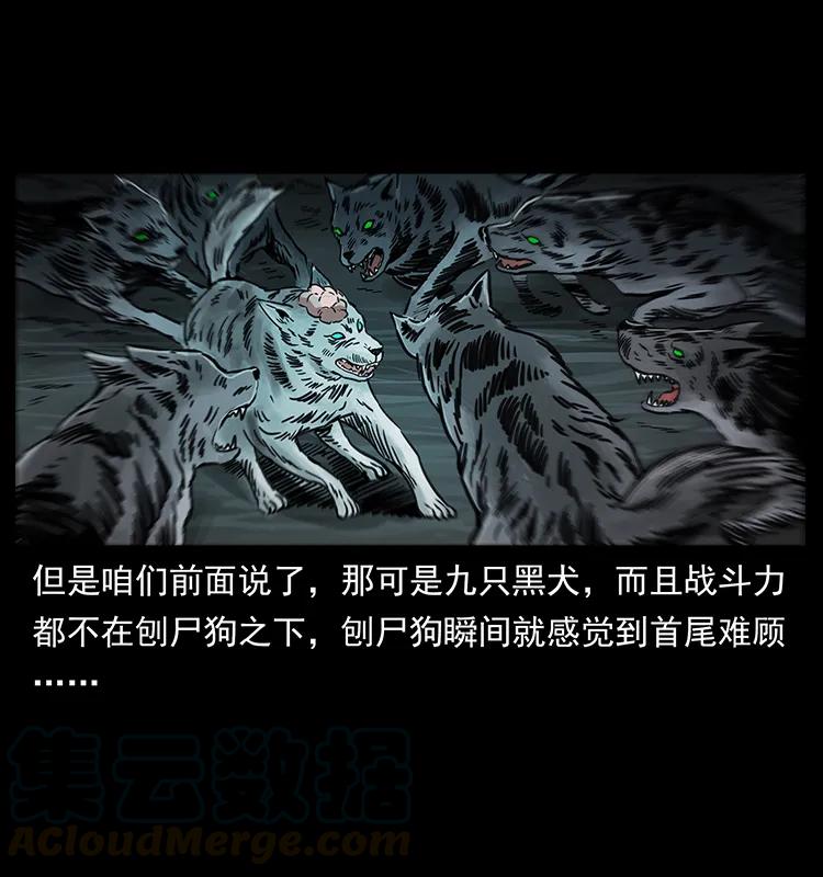 251 刨尸狗遇险88
