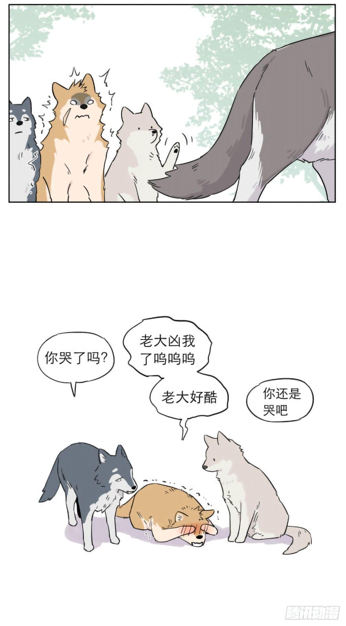 狼群里的小弟们 ​​​9