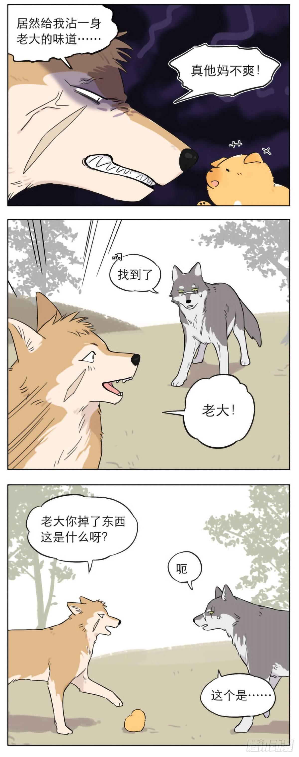 狼群里的小弟们 ​​​5