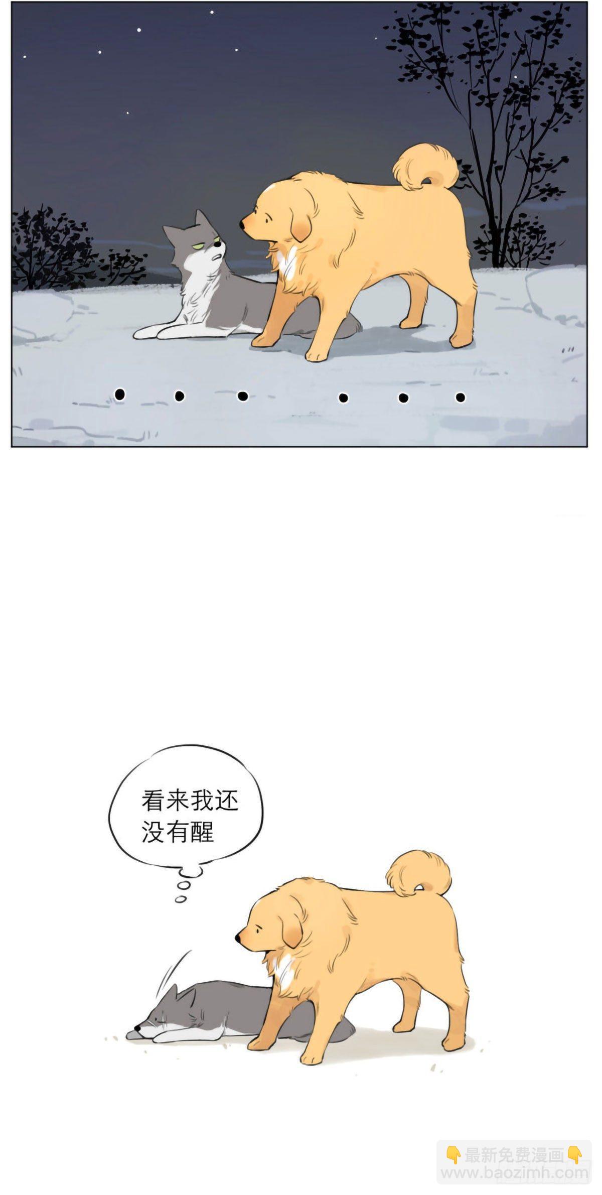 狼王的梦5