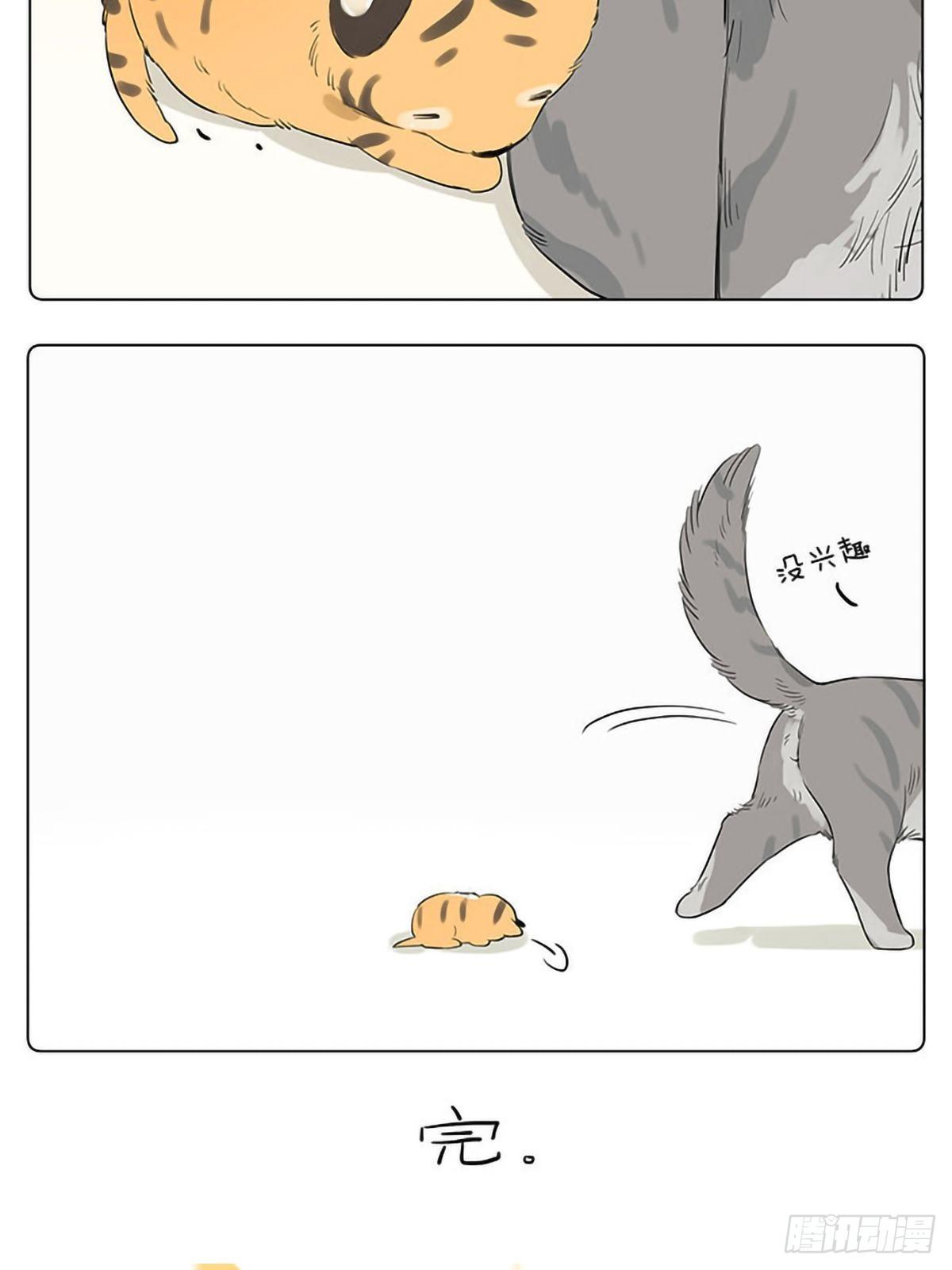 如果他们是猫。 ​​​​5