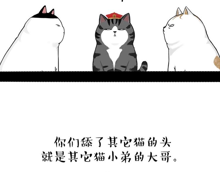 第167话 猫王争霸赛47