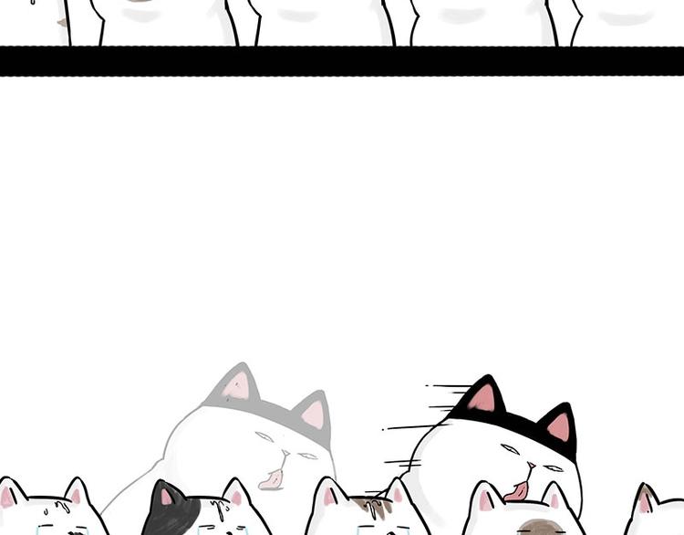 第167话 猫王争霸赛42