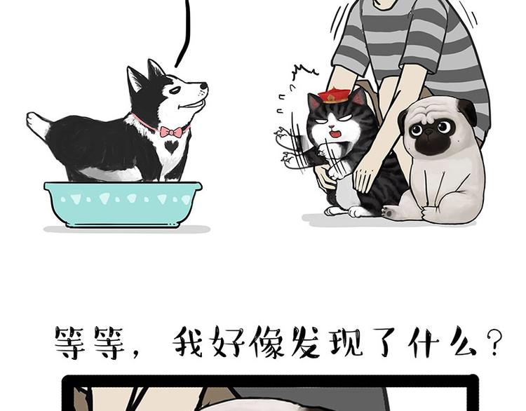第160话 最差的一届哈士奇！46