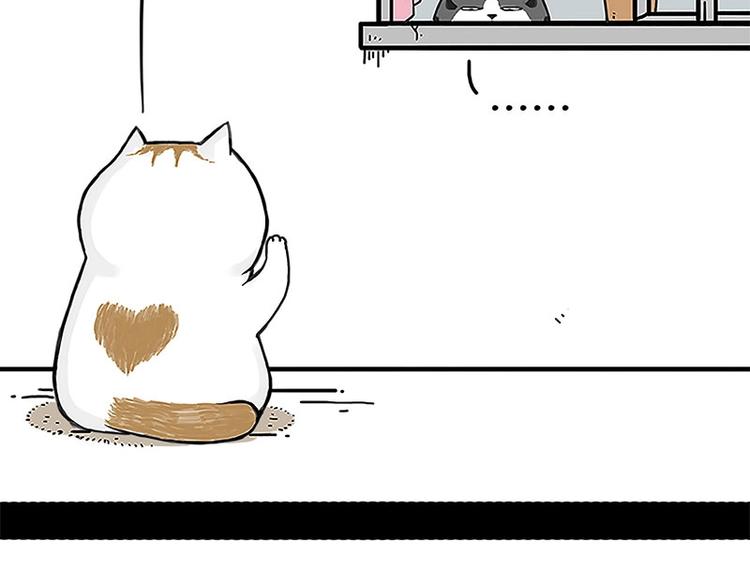 第167话 猫王争霸赛4