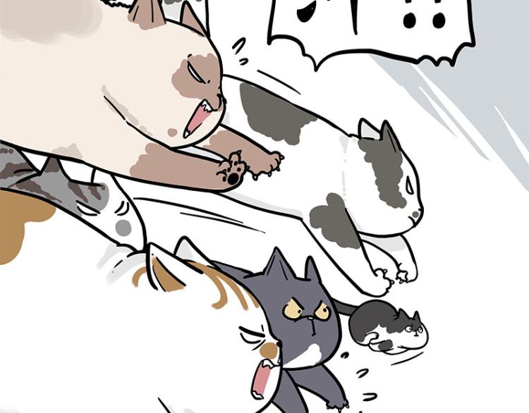 第290话 凶恶猫猫组织14
