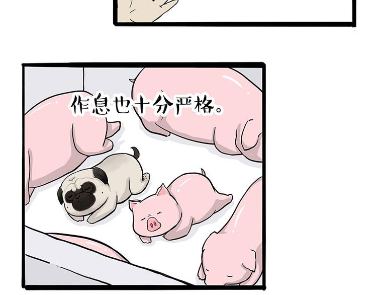 第247话 巴扎猪40