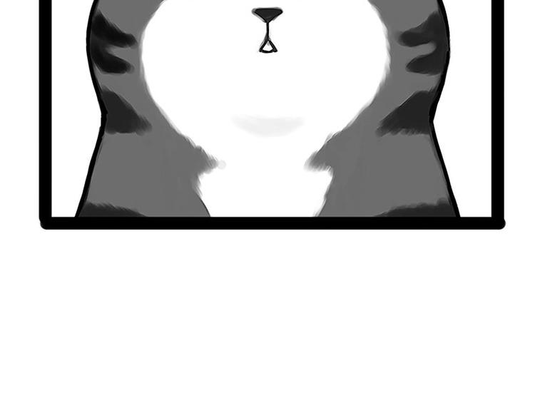 第167话 猫王争霸赛33