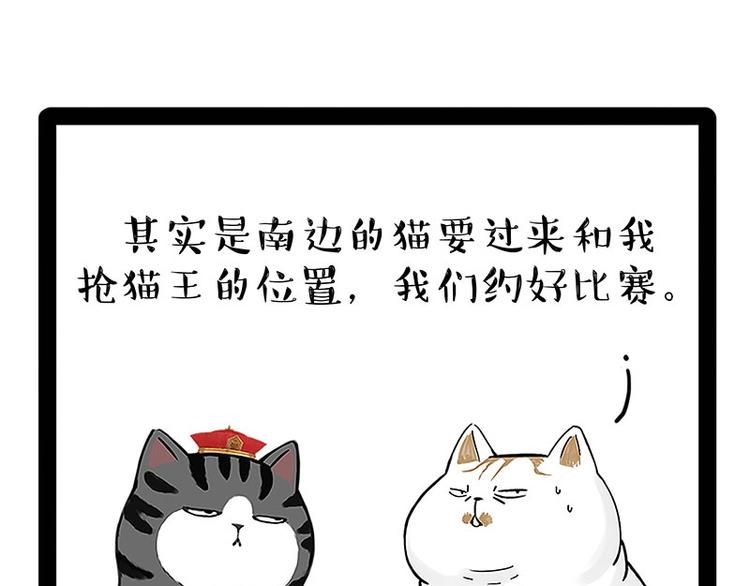 第167话 猫王争霸赛9