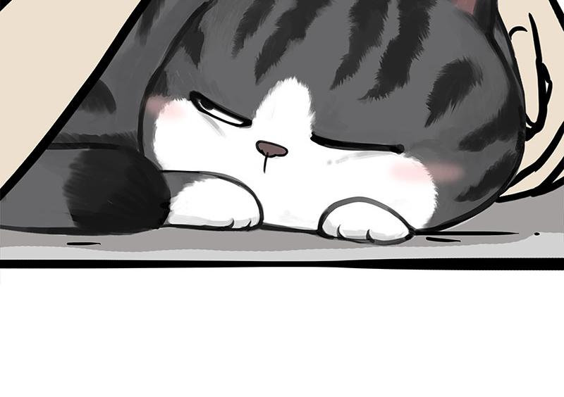 第349话 养只猫吧60
