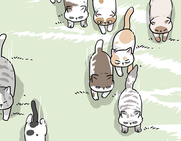 第271话 进击的流浪猫！20