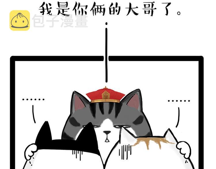 第167话 猫王争霸赛54
