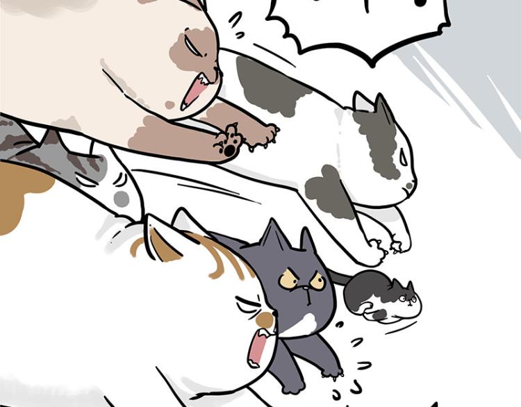 第290话 凶恶猫猫组织4