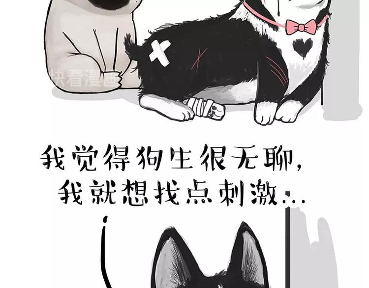 第160话 最差的一届哈士奇！55