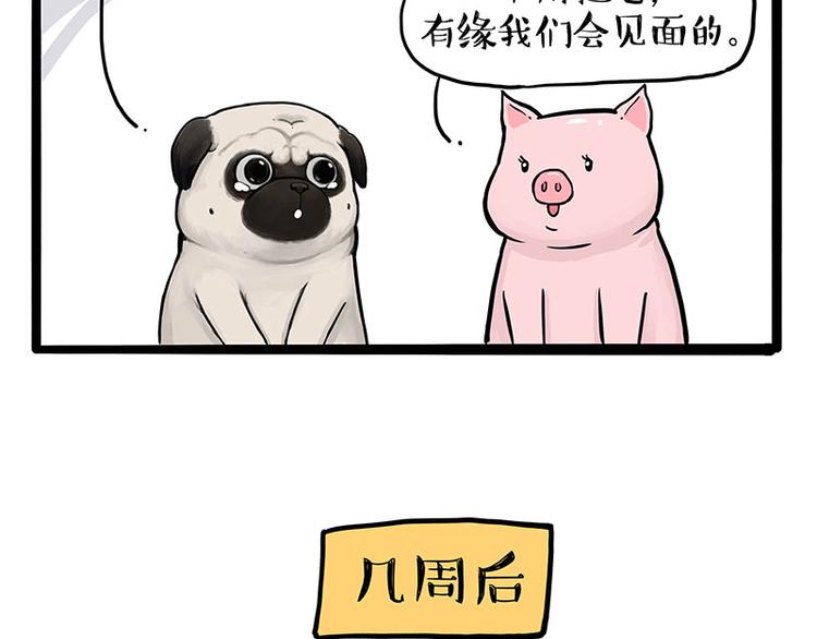 第247话 巴扎猪48