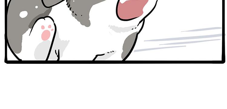 第271话 进击的流浪猫！33