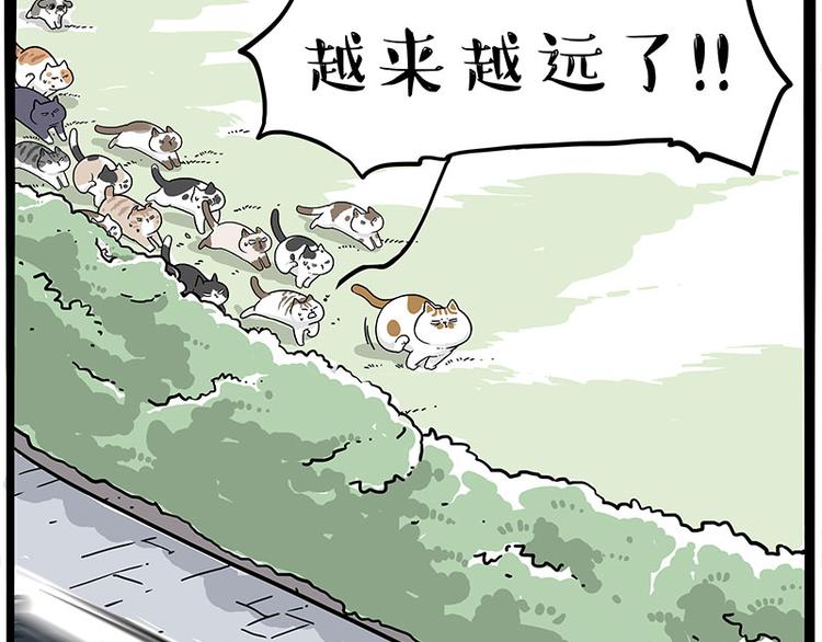 第271话 进击的流浪猫！37
