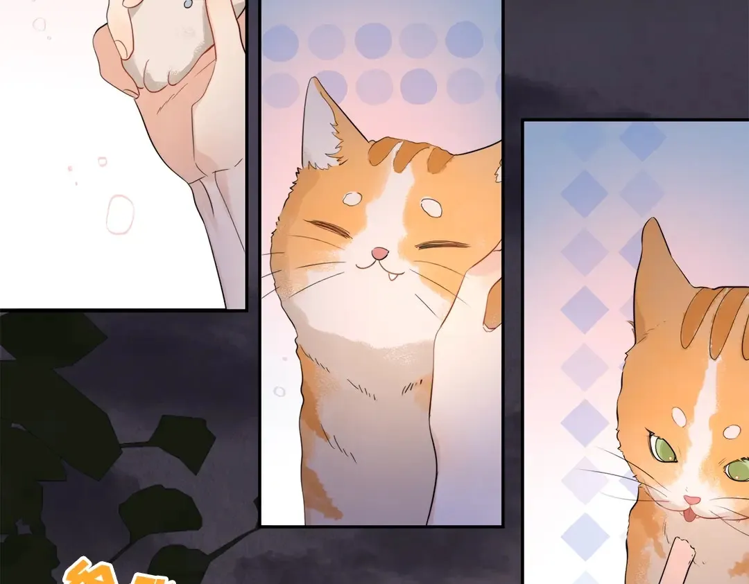 第10期小猫咪日记9
