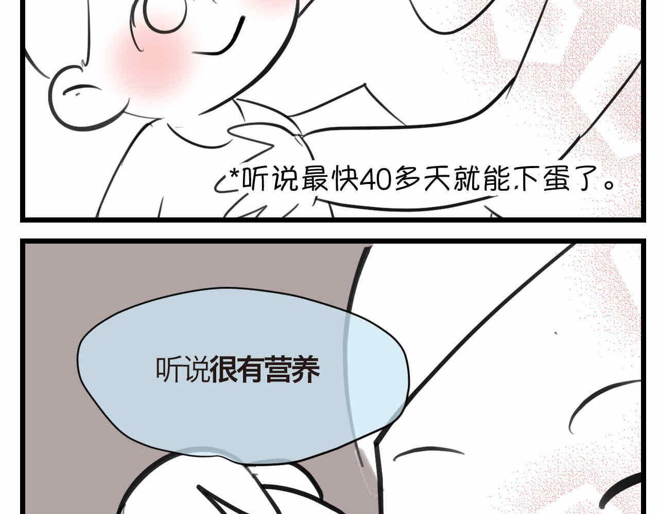 81.网红小鸡23