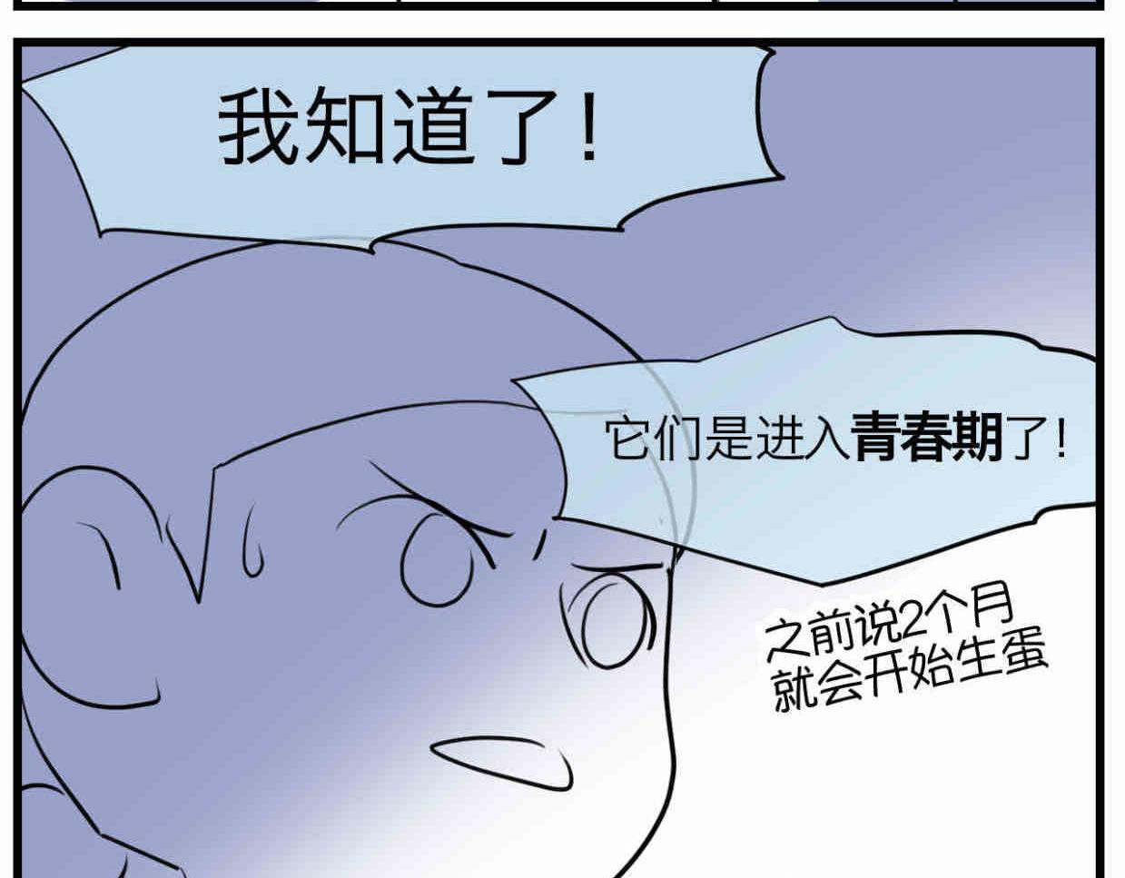 114.小鸡的死因6
