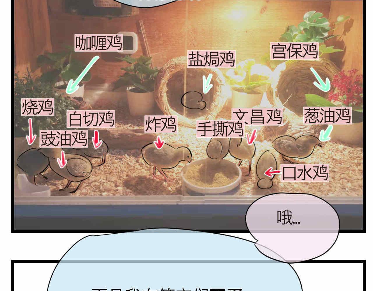 81.网红小鸡21