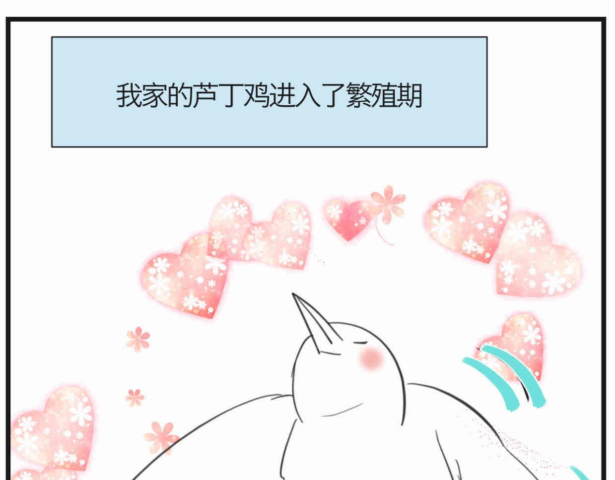 119.小鸡的爱情15
