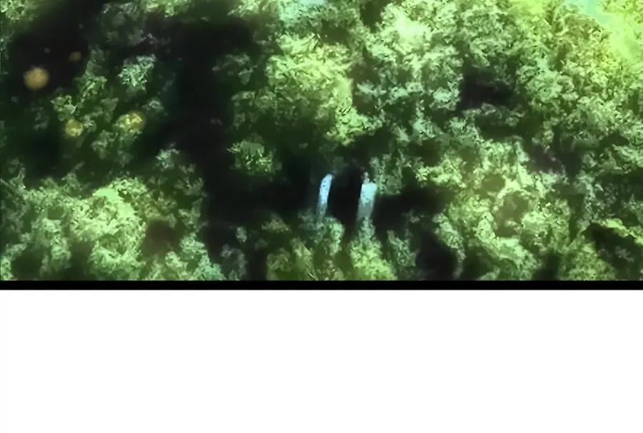 第49话 炎婆119