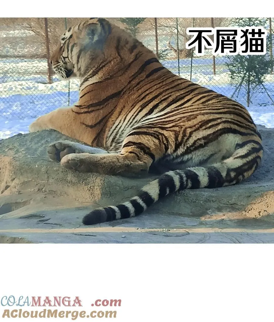 调更 一女子 竟为了去看猫……6
