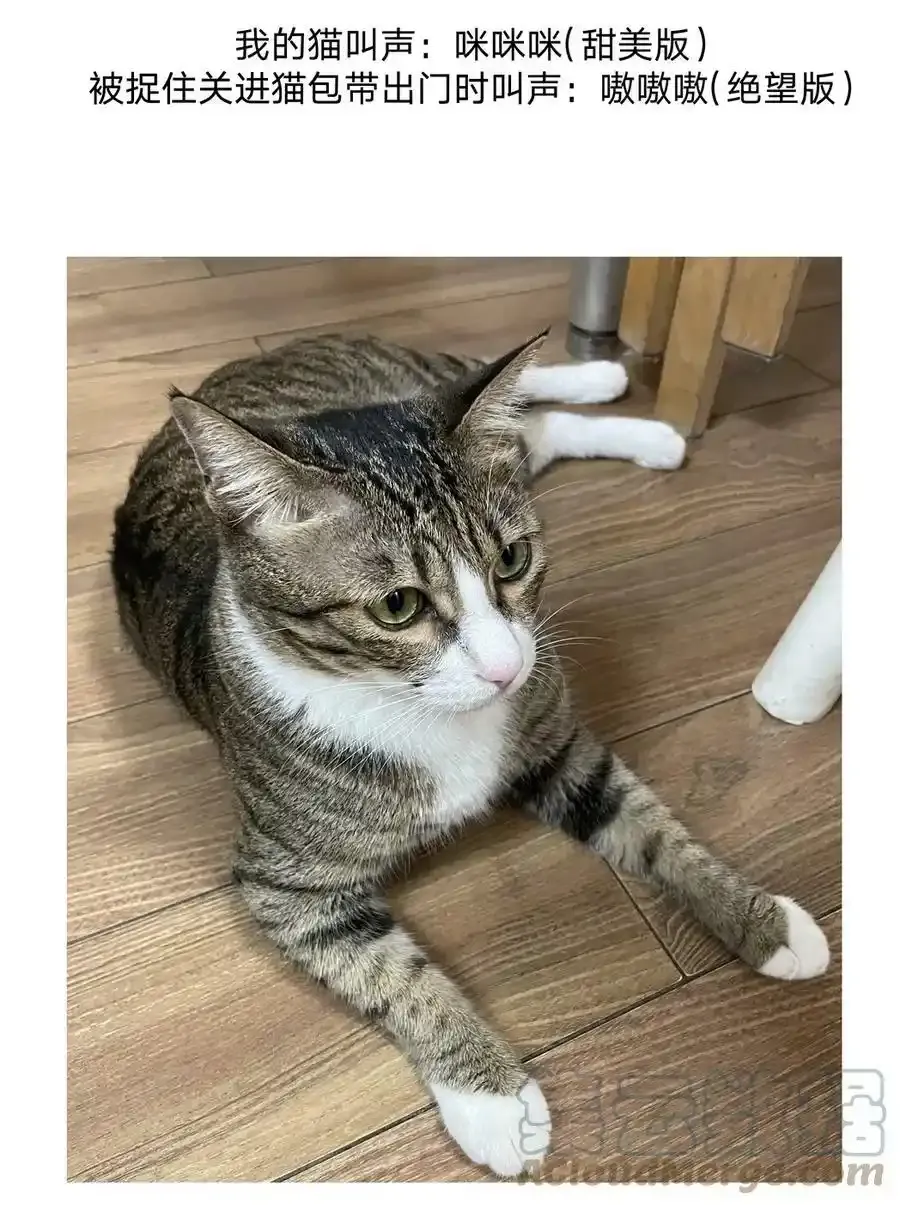 猫猫 请假条5
