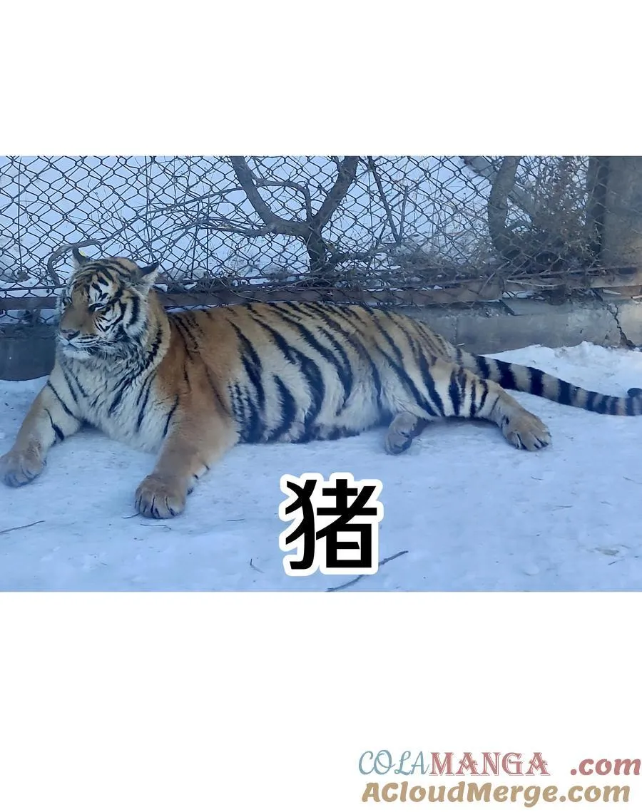 调更 一女子 竟为了去看猫……8
