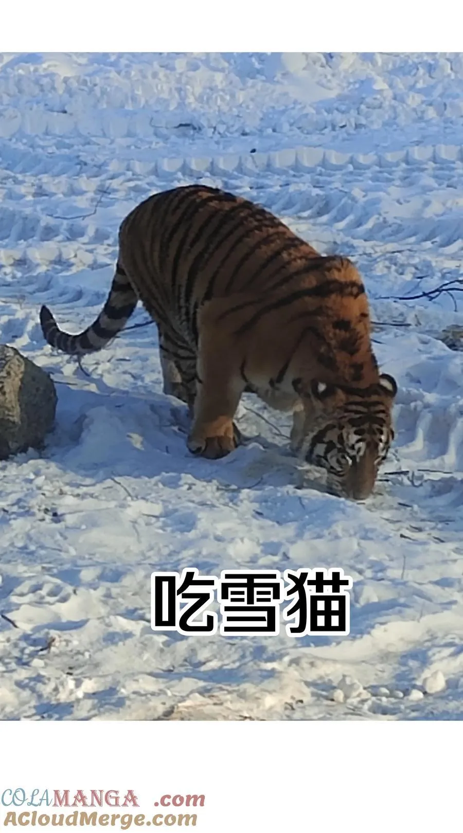 调更 一女子 竟为了去看猫……7