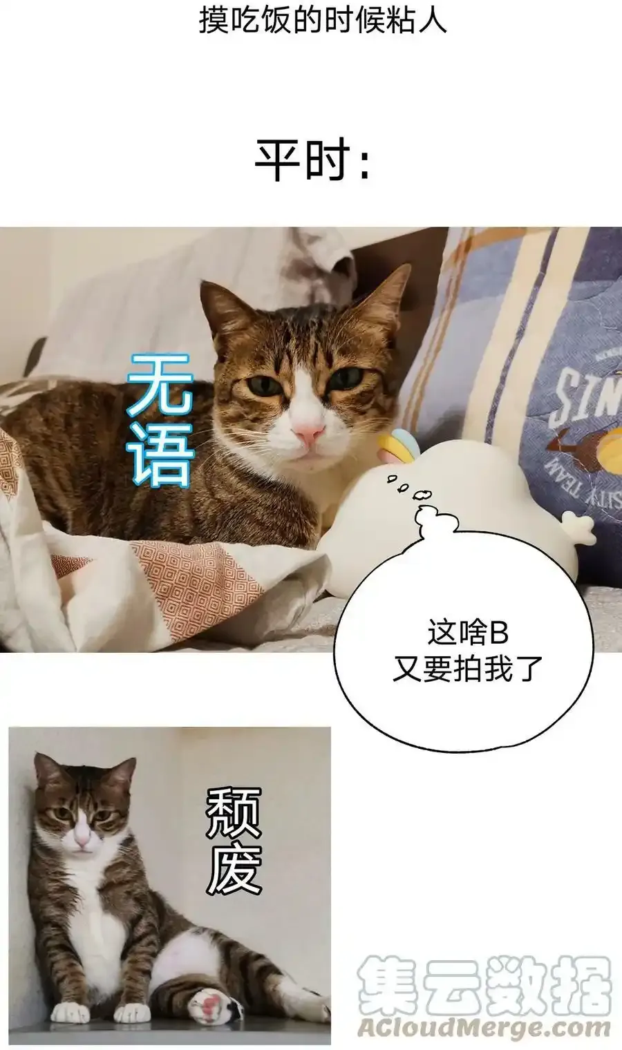 猫猫 请假条8