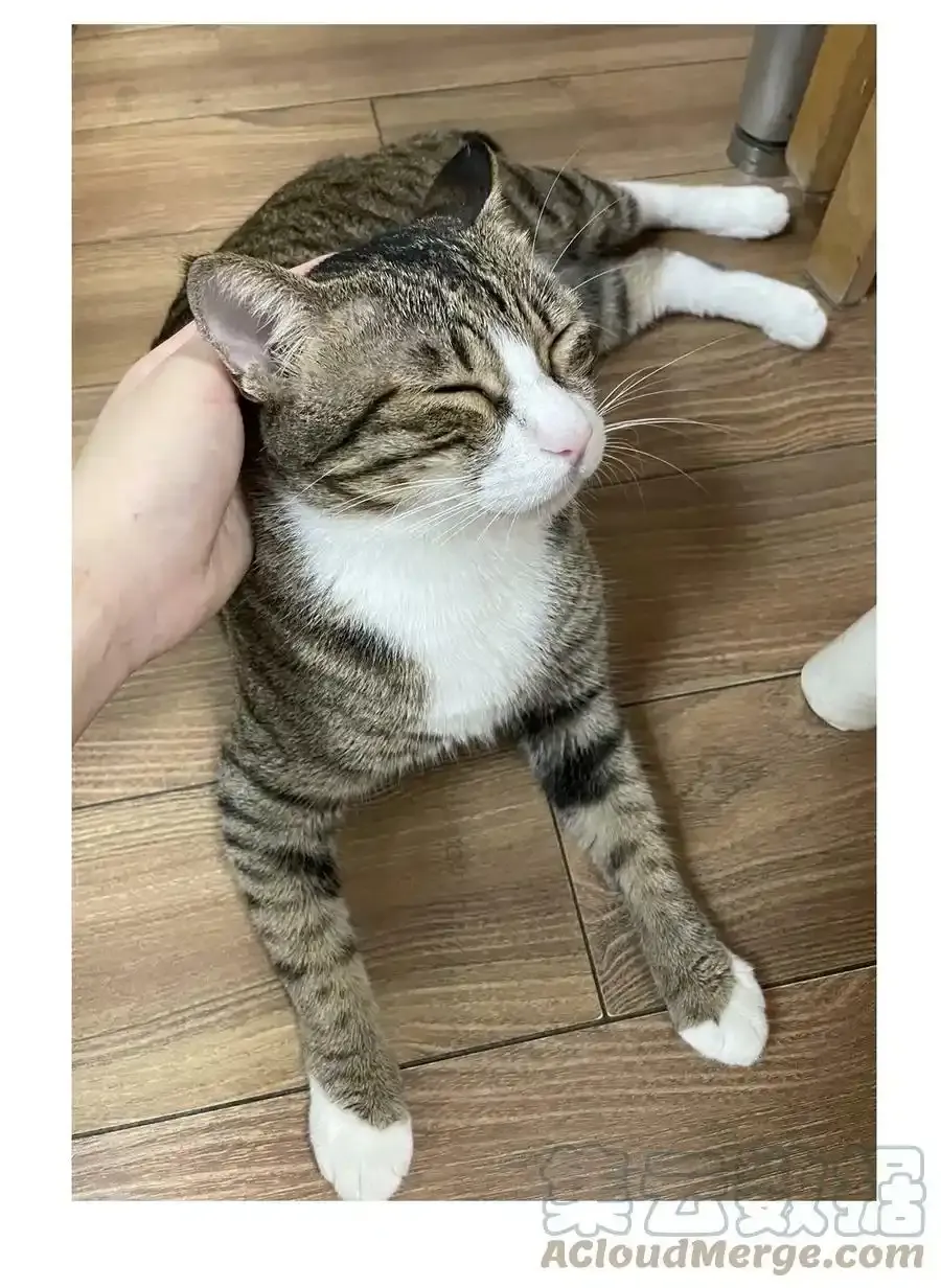 猫猫 请假条6
