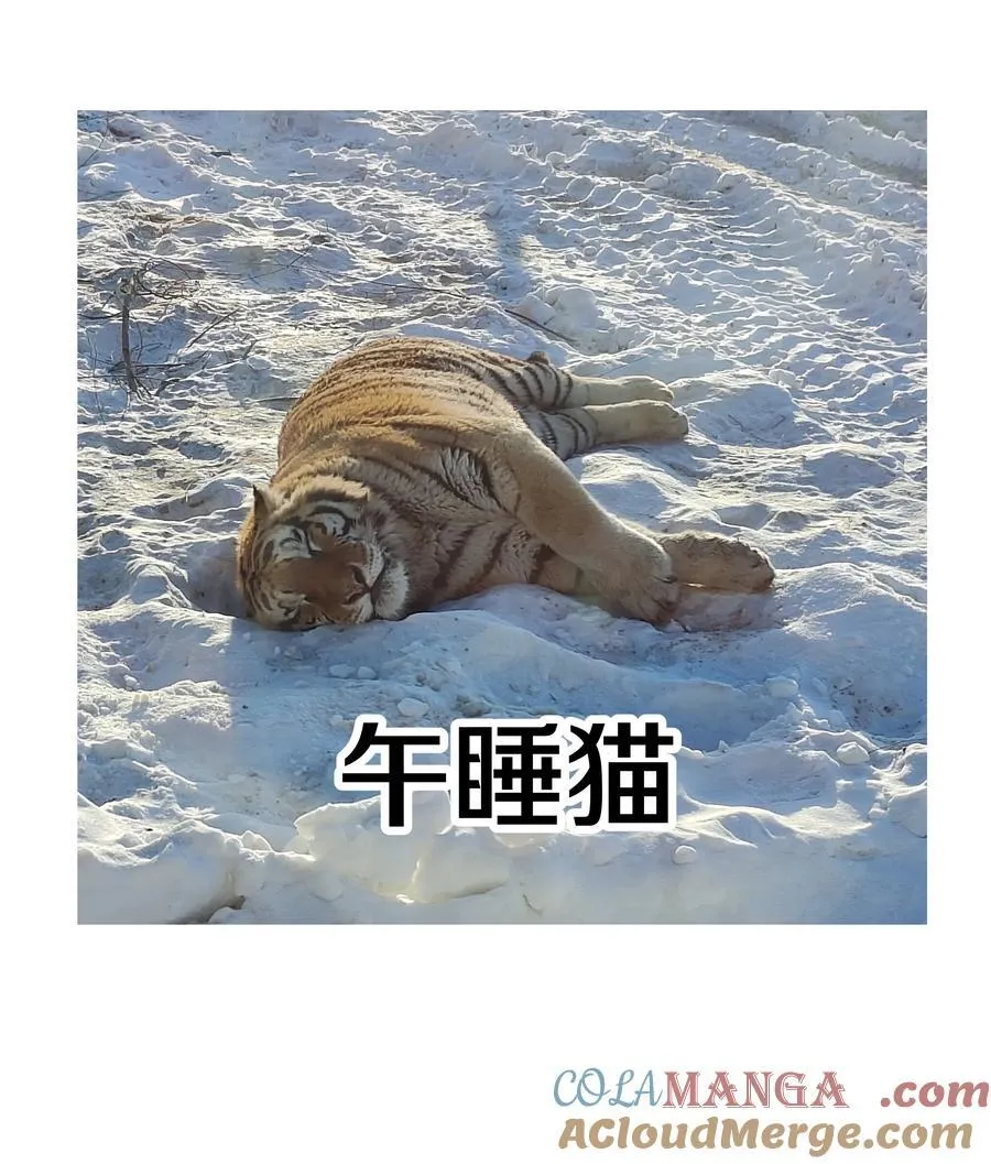 调更 一女子 竟为了去看猫……5