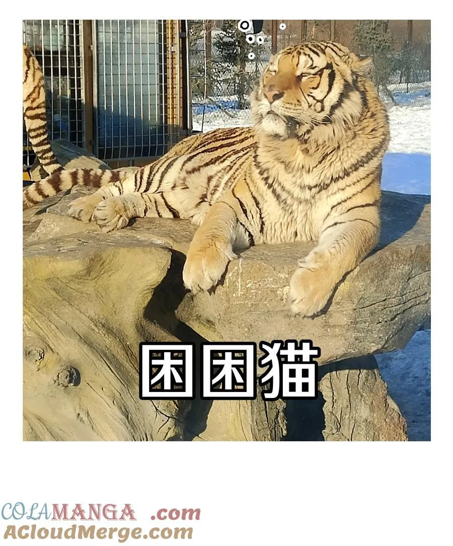 调更 一女子 竟为了去看猫……2