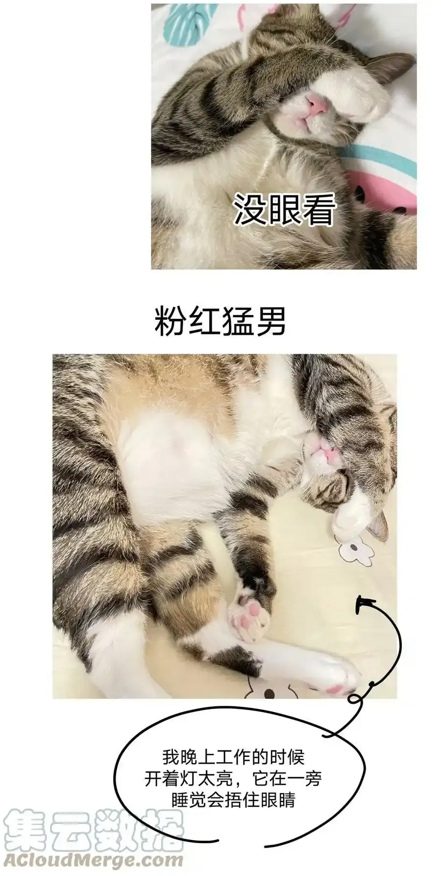 猫猫 请假条9