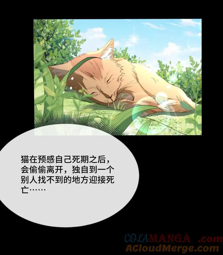 13 不愧是家里的第五只猫57