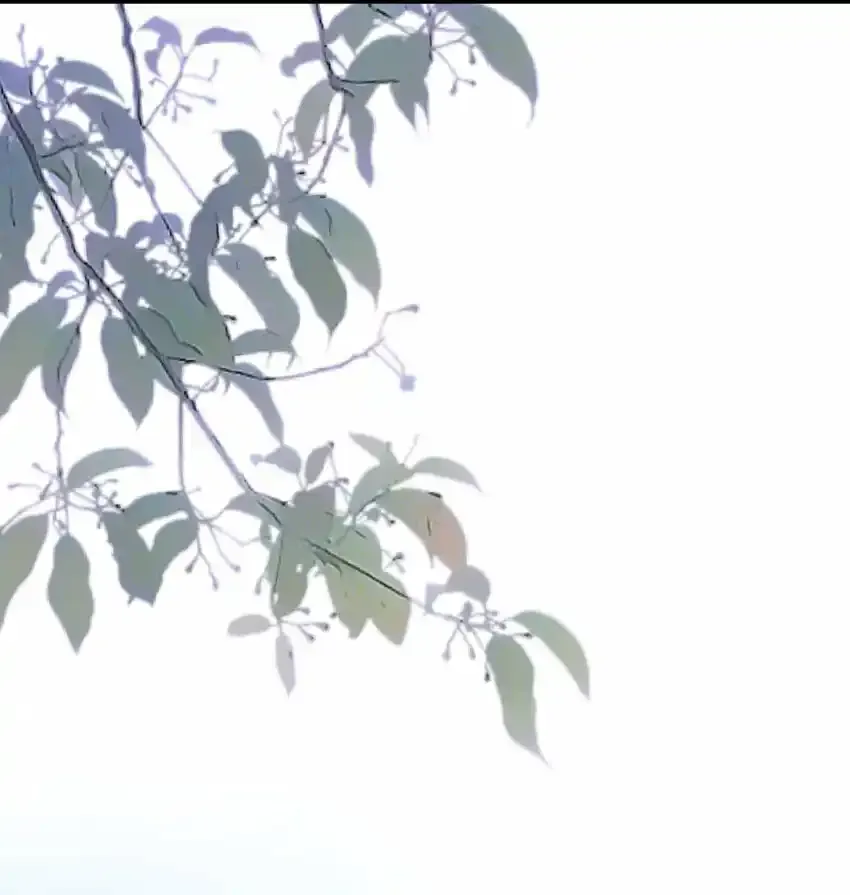015 大型护犊子现场33