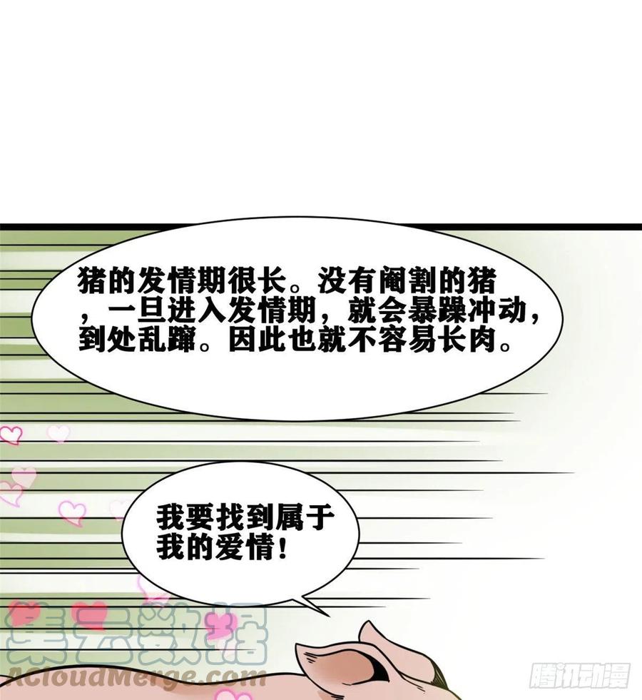 135 改良猪肉品质18