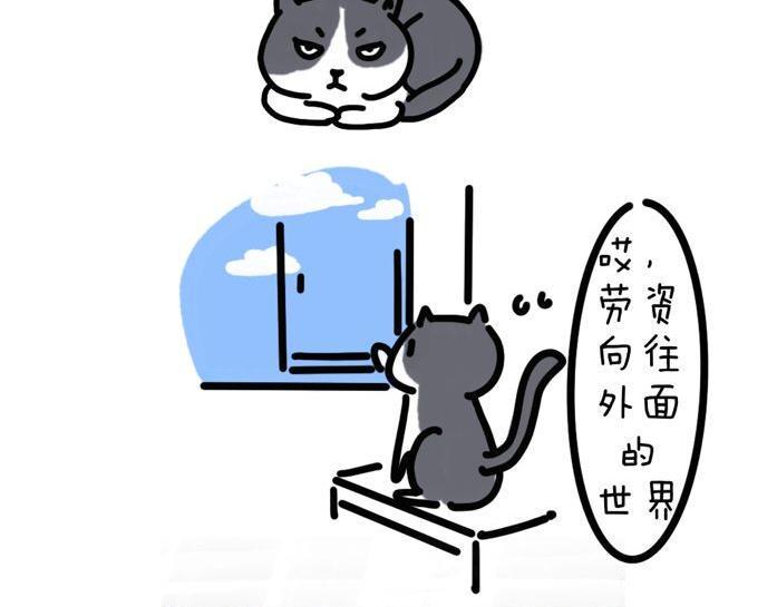 家里多了只猫7