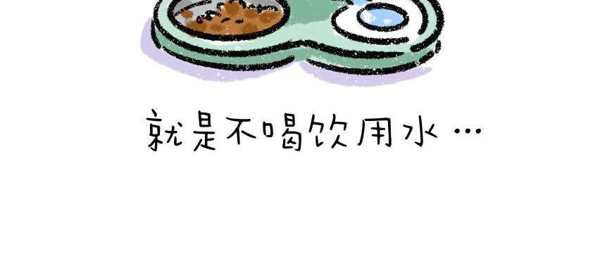 家里多了只猫4